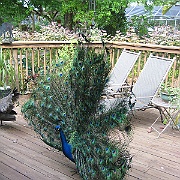 Picture 008